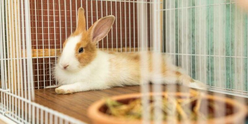 Installing a Urine Guard for Your Rabbit Cage