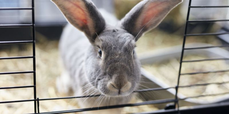 Maintaining Your Urine Guard for Rabbit Cage