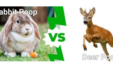 Rabbit Poop vs Deer Poop Pictures