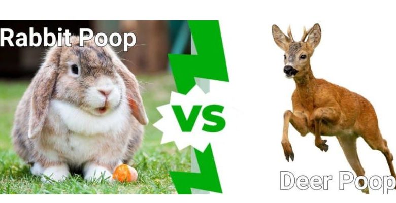 Rabbit Poop vs Deer Poop Pictures
