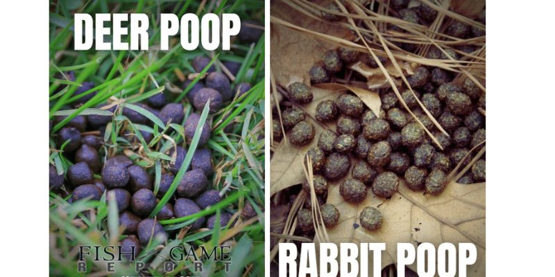 Uses for Rabbit Poop and Deer Poop