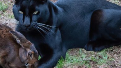 A Symbiotic Relationship Between A Rabbit And A Black Panther