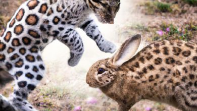 Little Rabbit And The Big Bad Leopard Manga