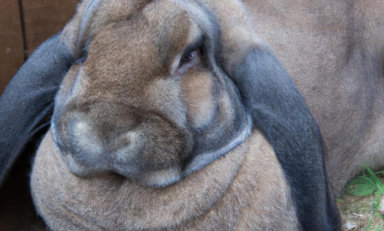 Most Expensive Rabbit Breed