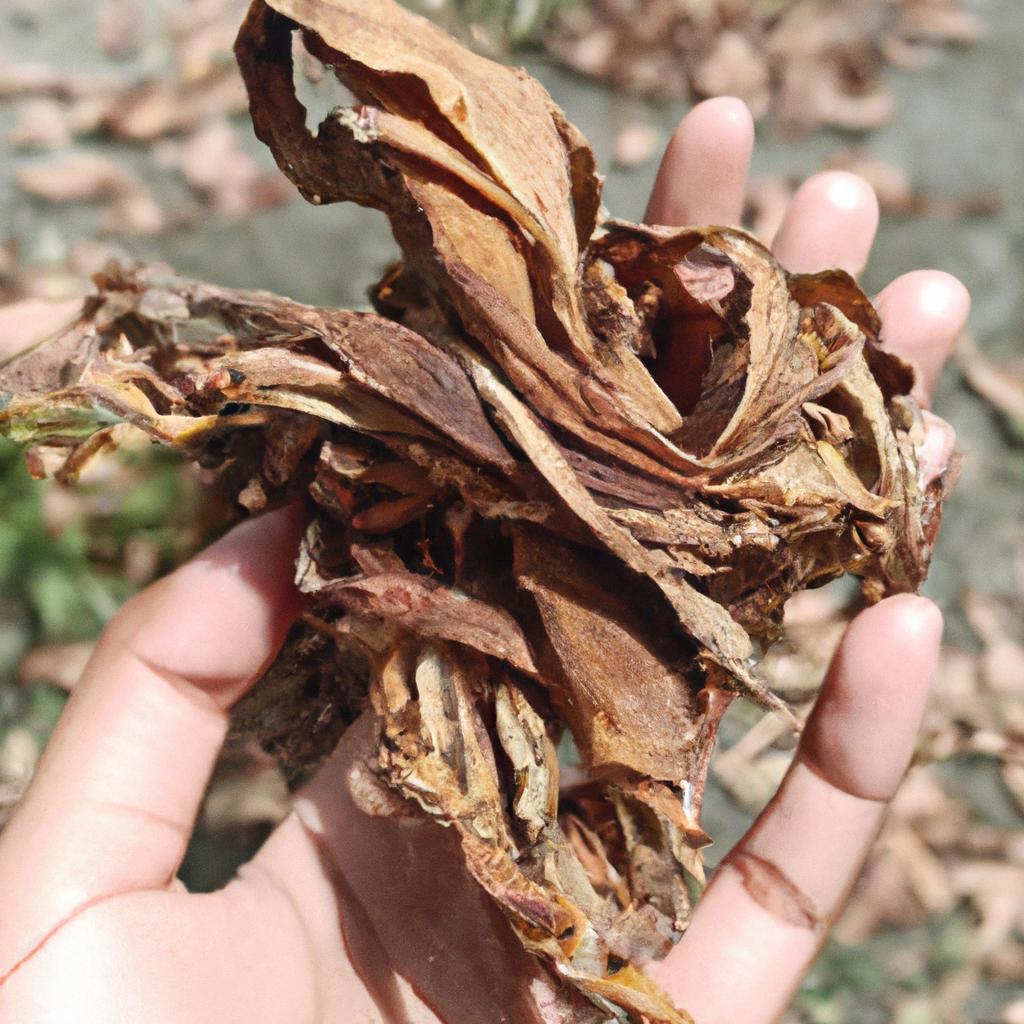 Dried rabbit tobacco leaves are often used for medicinal purposes, such as treating respiratory issues.