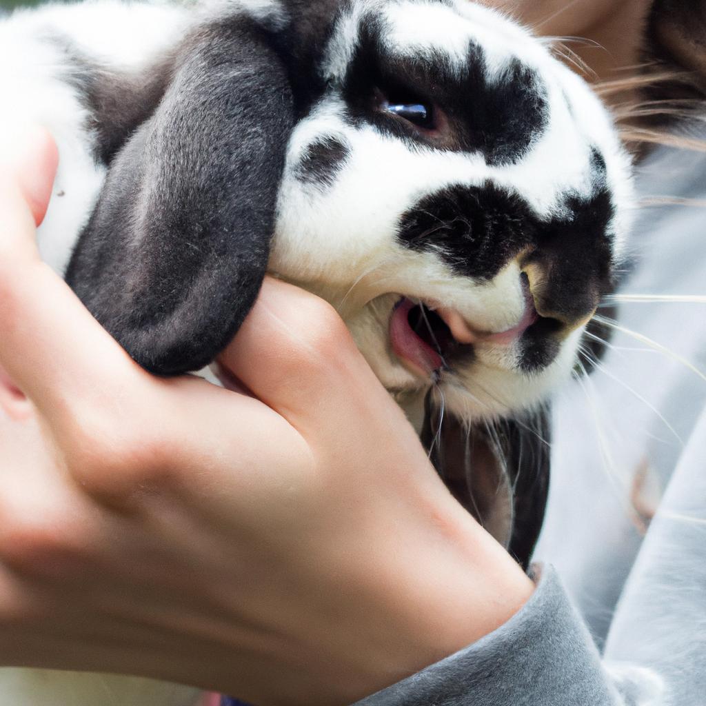 Regular dental checks can prevent dental problems in rabbits