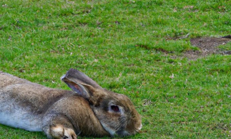 Rabbit Laying On Side