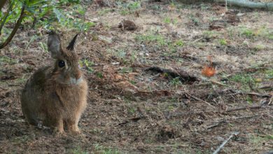 Spiritual Meaning Of Seeing A Brown Rabbit