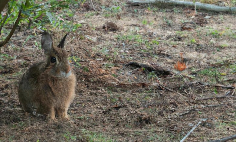 Spiritual Meaning Of Seeing A Brown Rabbit