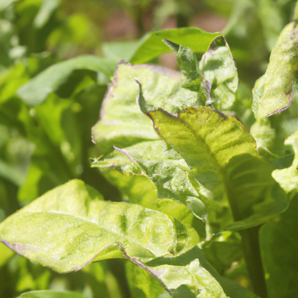 Rabbit tobacco can be found in various habitats, including fields, forests, and meadows.