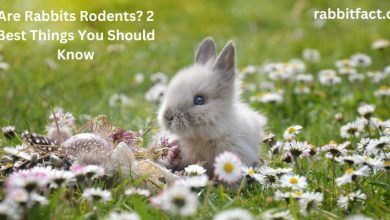 Are Rabbits Rodents? 2 Best Things You Should Know