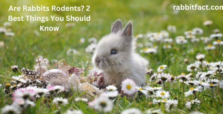 Are Rabbits Rodents? 2 Best Things You Should Know
