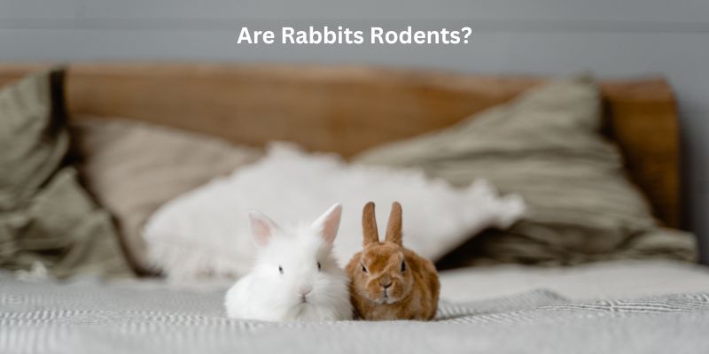 Are Rabbits Rodents?