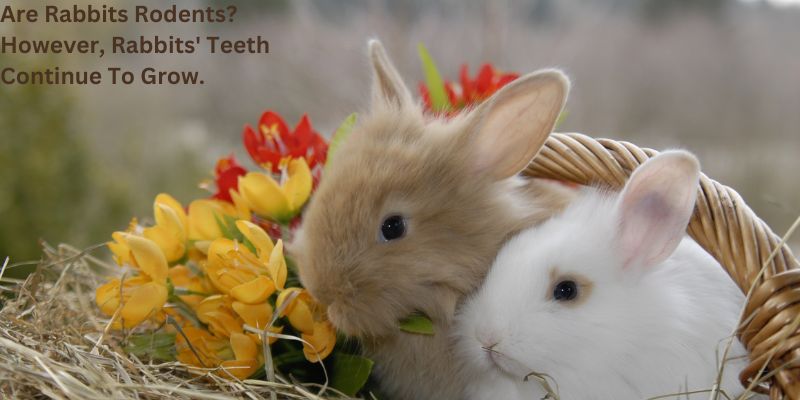 Are Rabbits Rodents? However, Rabbits' Teeth Continue To Grow.