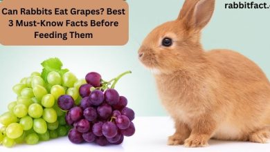 Can Rabbits Eat Grapes? Best 3 Must-Know Facts Before Feeding Them