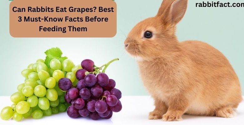 Can Rabbits Eat Grapes? Best 3 Must-Know Facts Before Feeding Them