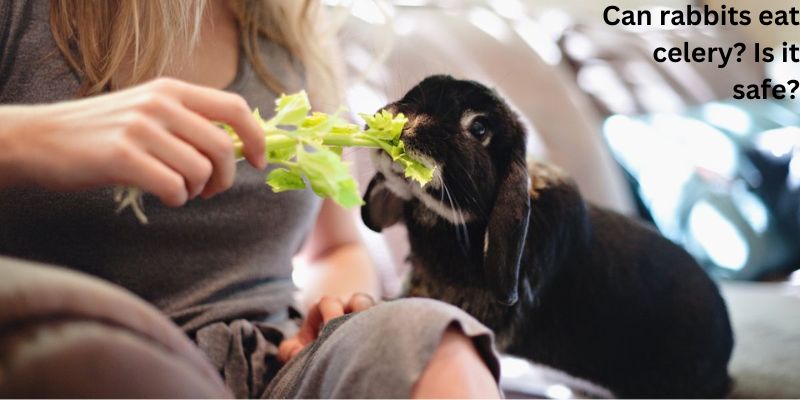Can rabbits eat celery? Is it safe?