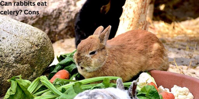 Can rabbits eat celery? Cons