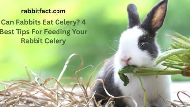 Can Rabbits Eat Celery? 4 Best Tips For Feeding Your Rabbit Celery