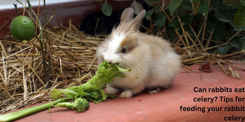 Can rabbits eat celery? Tips for feeding your rabbit celery