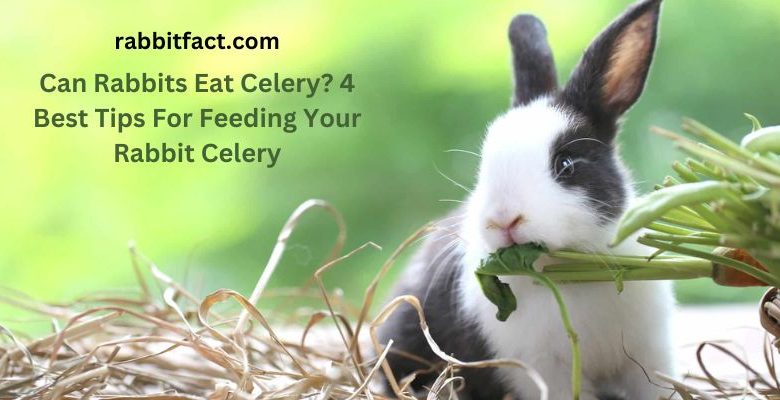 Can Rabbits Eat Celery? 4 Best Tips For Feeding Your Rabbit Celery