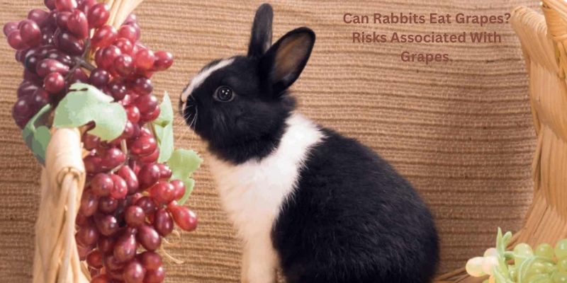 Can Rabbits Eat Grapes? Risks Associated With Grapes.