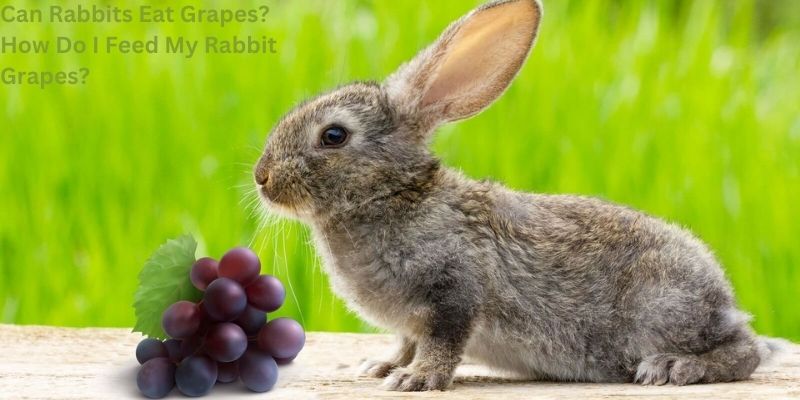 Can Rabbits Eat Grapes? How Do I Feed My Rabbit Grapes?