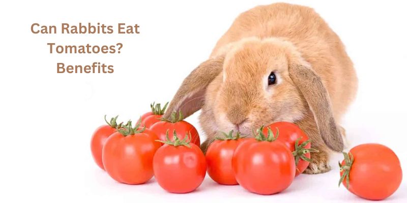 Can Rabbits Eat Tomatoes? Benefits