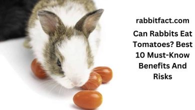 Can Rabbits Eat Tomatoes? Best 10 Must-Know Benefits And Risks