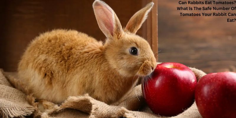 Can Rabbits Eat Tomatoes? What Is The Safe Number Of Tomatoes Your Rabbit Can Eat?