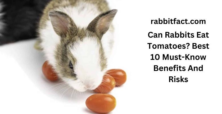 Can Rabbits Eat Tomatoes? Best 10 Must-Know Benefits And Risks