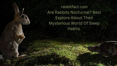 Are Rabbits Nocturnal? Best Explore About Their Mysterious World Of Sleep Habits
