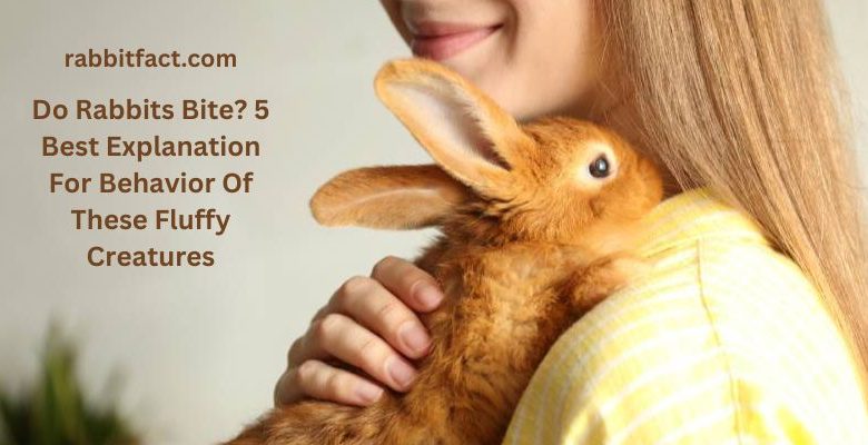 Do Rabbits Bite? 5 Best Explanation For Behavior Of These Fluffy Creatures