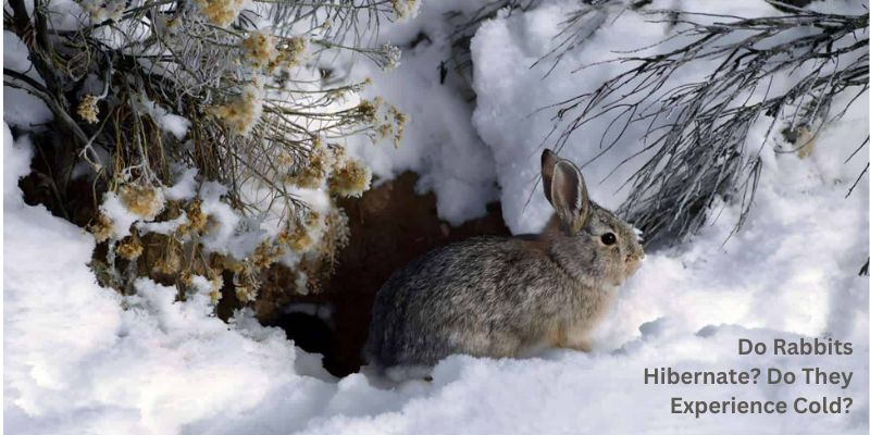 Do Rabbits Hibernate? Do They Experience Cold?