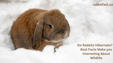 Do Rabbits Hibernate? 4 Best Facts Make you Interesting About Wildlife