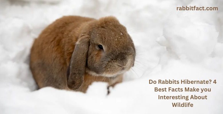 Do Rabbits Hibernate? 4 Best Facts Make you Interesting About Wildlife