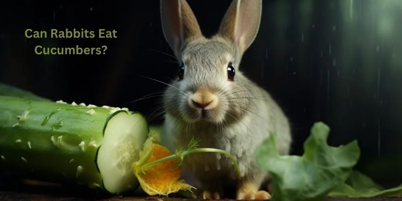 Can Rabbits Eat Cucumbers?
