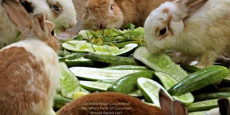 Can Rabbits Eat Cucumbers? Yes, Which Parts Of Cucumber Should Rabbit Eat?