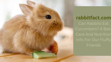 Can Rabbits Eat Cucumbers? 4 Best Care And Nutrition Info For Our Fluffy Friends