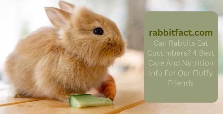 Can Rabbits Eat Cucumbers? 4 Best Care And Nutrition Info For Our Fluffy Friends