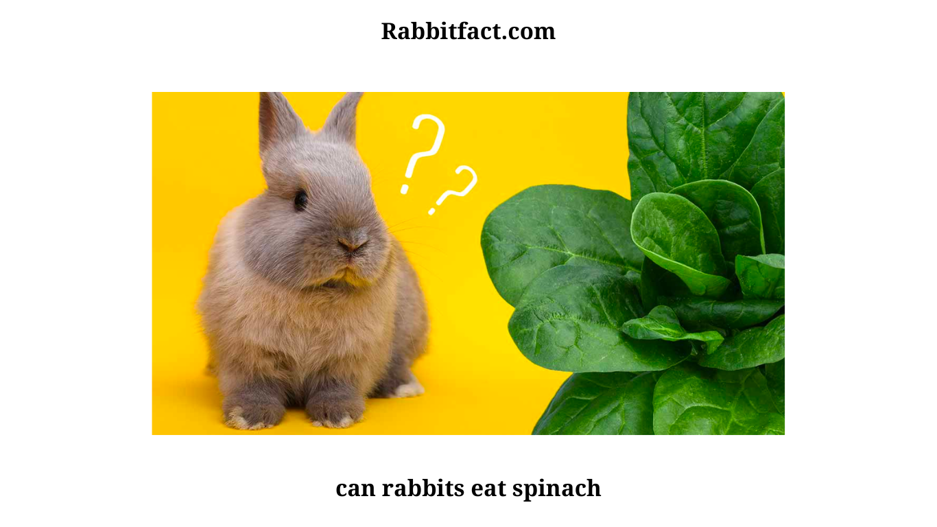 can rabbits eat spinach