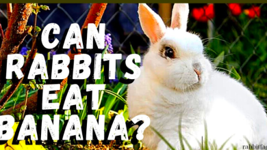 Can Rabbits Eat Bananas? A Comprehensive Guide to Rabbit Nutrition