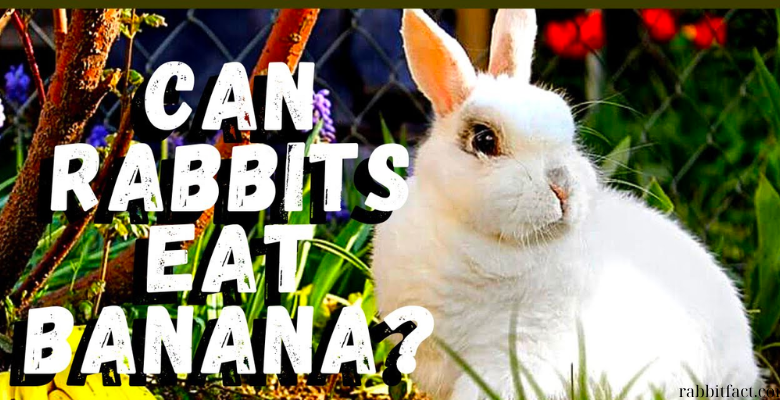 Can Rabbits Eat Bananas? A Comprehensive Guide to Rabbit Nutrition